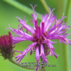 Location: Aberdeen, NC Pages Lake park
Date: July 15, 2022
Narrow leaf ironweed #269; RAB page 1047,  179-27-3. AG page 238,