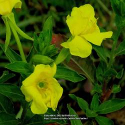 Location: Aberdeen, NC Pages Lake park
Date: July 15, 2022
Cut-leaf Evening Primrose #263; RAB page 752, 137-2-6; AG page 19