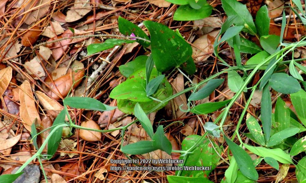 Photo of Perennial Sweet Pea (Lathyrus latifolius) uploaded by WebTucker