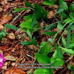 Location: Aberdeen, NC 
Date: July 15, 2022
Perennial everlasting pea #279; RAB p. 634, 98-38-4. AG page 143,