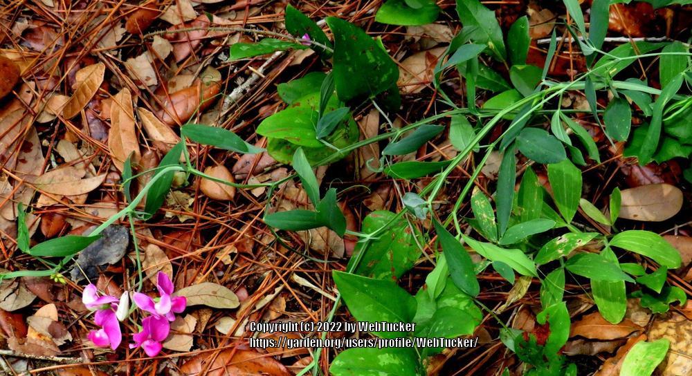 Photo of Perennial Sweet Pea (Lathyrus latifolius) uploaded by WebTucker