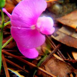 Location: Aberdeen, NC 
Date: July 15, 2022
Perennial everlasting pea #279; RAB p. 634, 98-38-4;  AG page 143