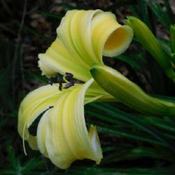 Location: Eagle Bay, New York
Date: 2022-07-16
Daylily (Hemerocallis 'Heavenly Flight of Angels') buds and bloom