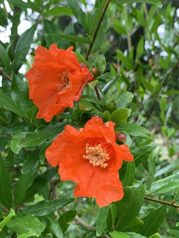 Photo of Pomegranates (Punica granatum) uploaded by gardengorilla97306