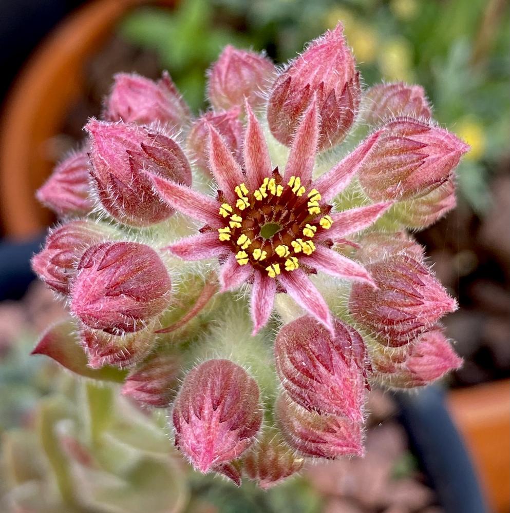 Photo of Hen and Chicks (Sempervivum braunii) uploaded by ketsui73