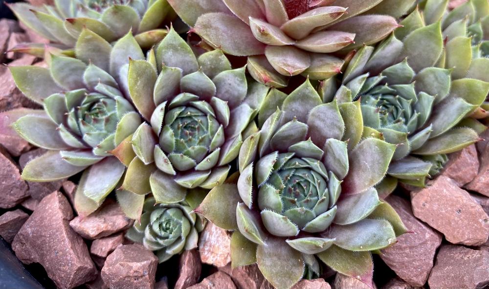 Photo of Hen and Chicks (Sempervivum braunii) uploaded by ketsui73
