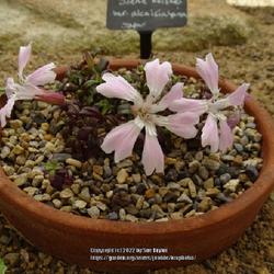Location: RHS Harlow Carr alpine house
Date: 2022-06-24