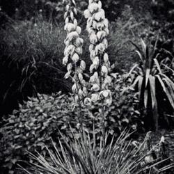 
Date: c. 1912
photo [as Y. angustifolia] from 'The Garden', August 10, 1912