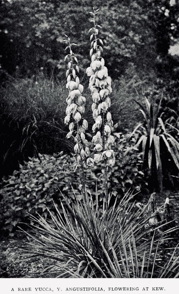 Photo of Soapweed (Yucca glauca) uploaded by scvirginia