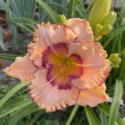 Location: Ohio
Date: 7:51 June 24, 2022
Rodelinda Blooming in my garden
