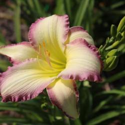 Location: Haley Springs Farm
Date: 2022-06-15
Love this daylily! Always fresh and perfect.
