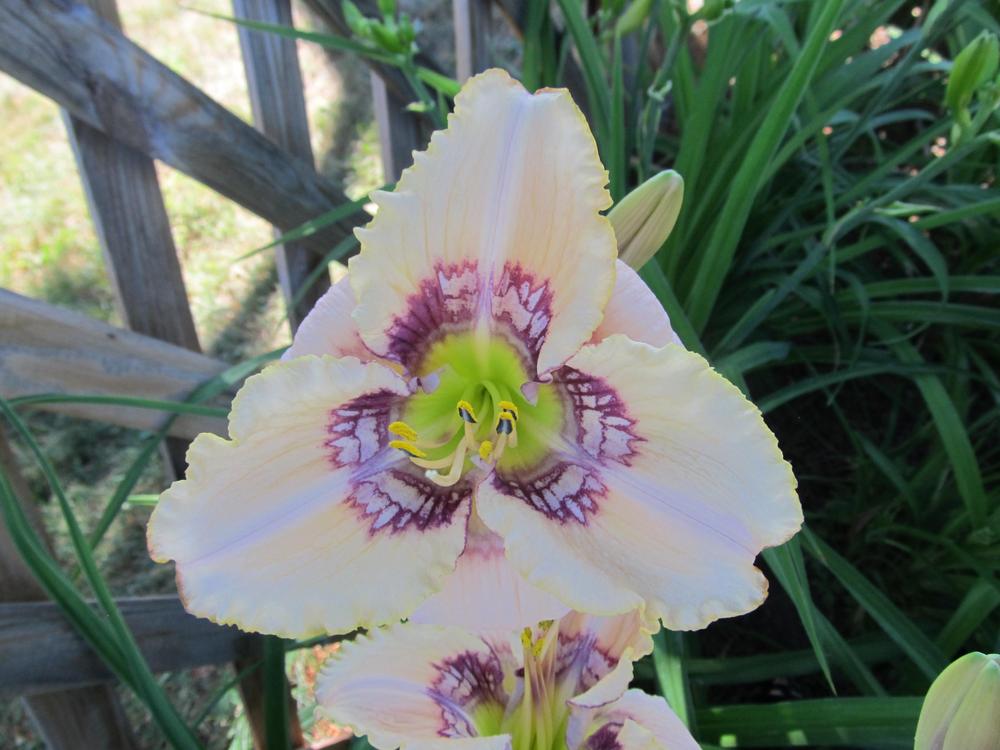 Photo of Daylily (Hemerocallis 'Victorian Garden Heaven's Applause') uploaded by Nightlily