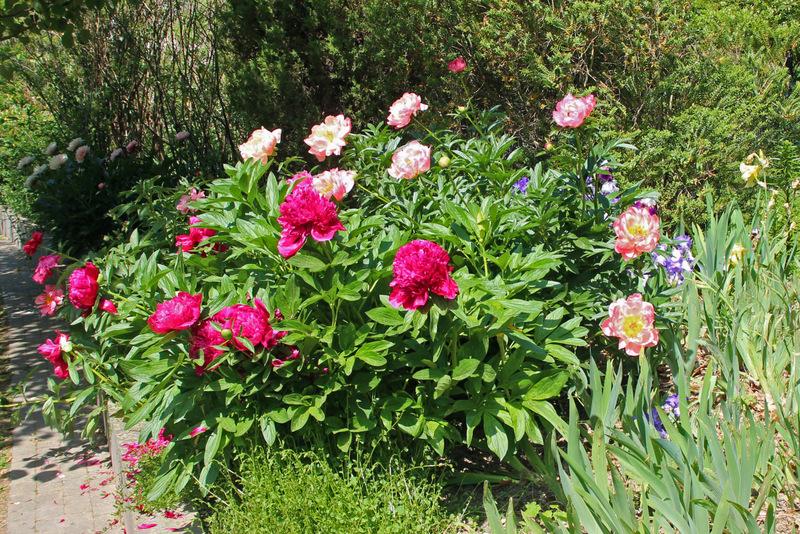 Photo of Peony (Paeonia 'Red Charm') uploaded by RuuddeBlock