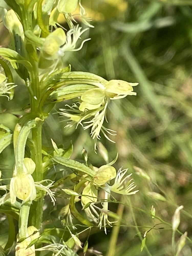 Photo of Green Fringed Orchid (Platanthera lacera) uploaded by Ursula