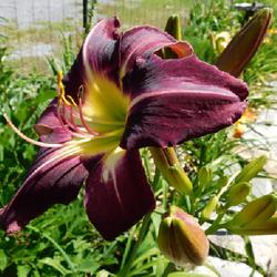 Location: Eagle Bay, New York
Date: 2022-07-17
Daylily (Hemerocallis 'Cameroon Night') buds and bloom, close up
