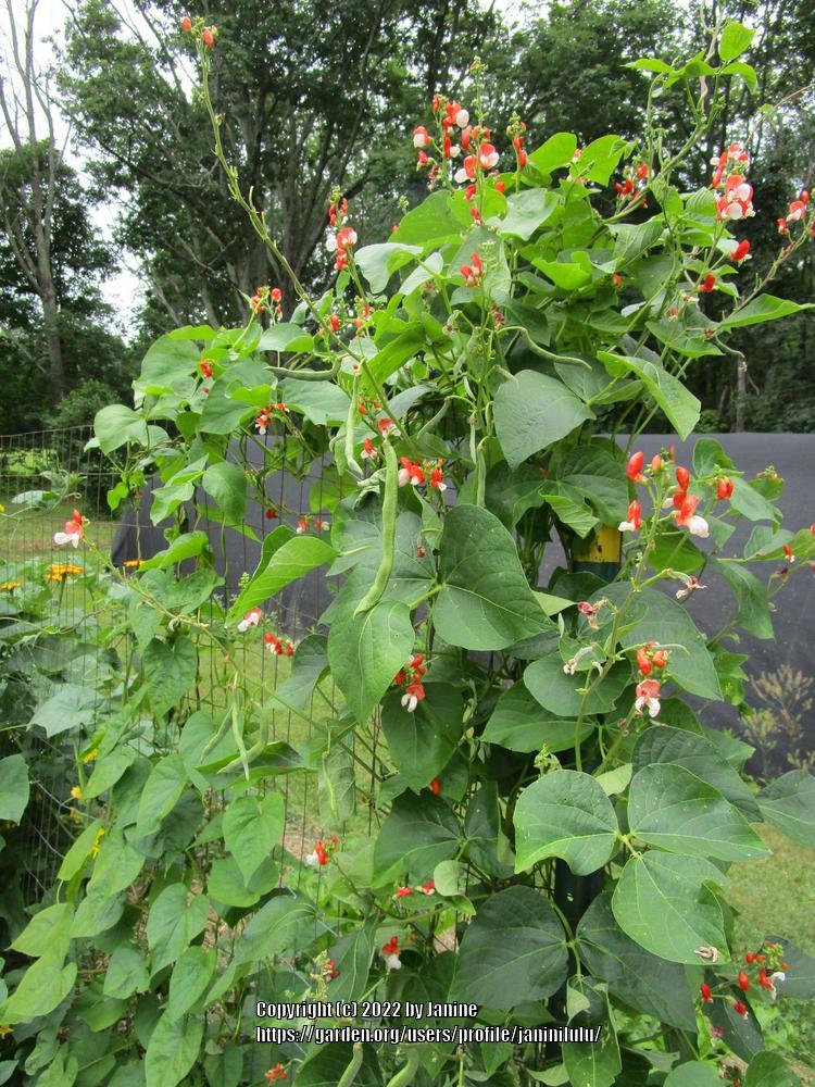 Photo of Runner Bean (Phaseolus coccineus 'Painted Lady') uploaded by janinilulu