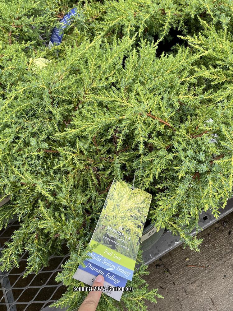 Photo of Chinese Juniper (Juniperus x pfitzeriana 'Daub's Frosted') uploaded by sedumzz