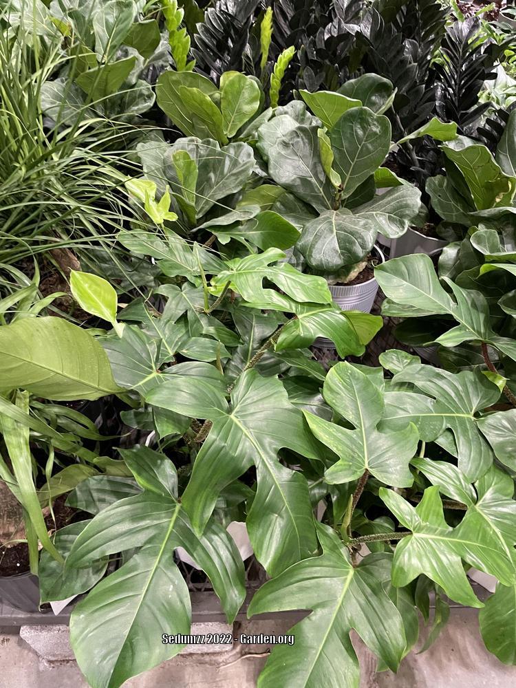 Photo of Philodendron (Philodendron squamiferum) uploaded by sedumzz