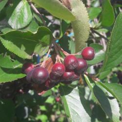 
Date: 2022-07-16
Unripe fruit, a  few weeks before harvest