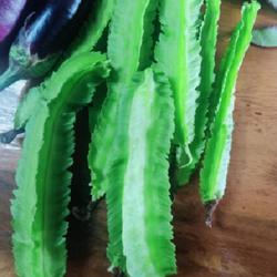 Location: My sister’s garden
Date: 2022-07-17
My sister’s winged bean harvest.