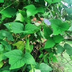 Location: My sister’s garden.
Date: 2022-07-17
My sister’s winged bean vine.