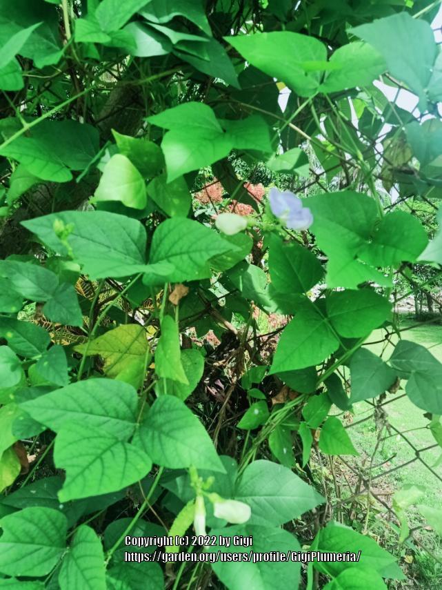 Photo of Winged Bean (Psophocarpus tetragonolobus) uploaded by GigiPlumeria