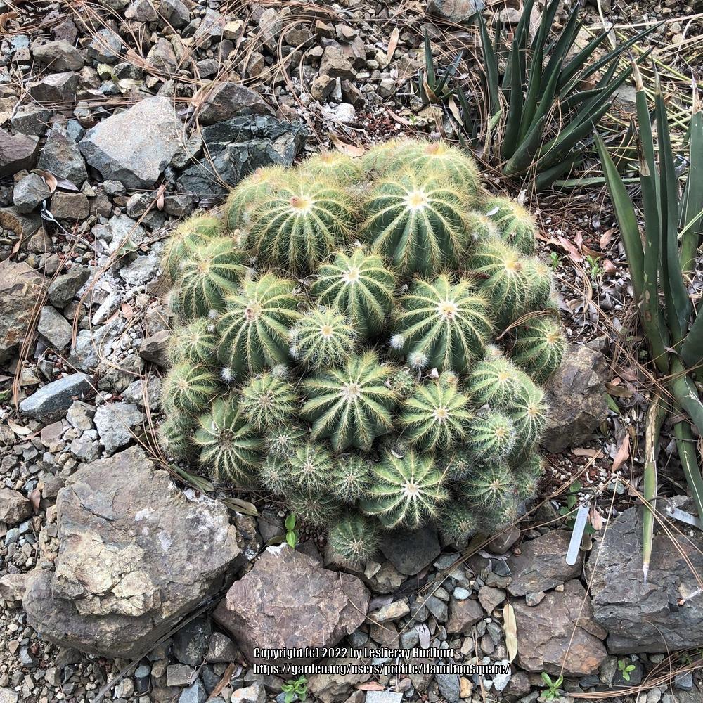 Photo of Ball Cactus (Parodia magnifica) uploaded by HamiltonSquare