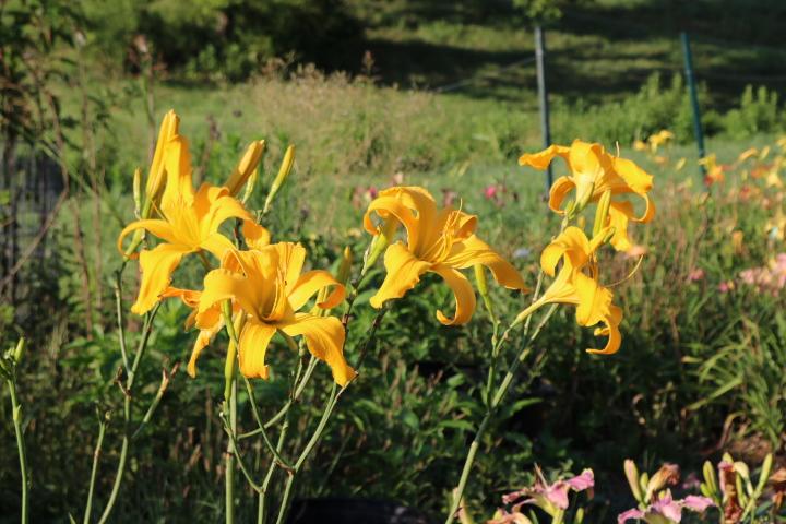 Photo of Daylily (Hemerocallis 'Reach for the Heavens') uploaded by Hembrain