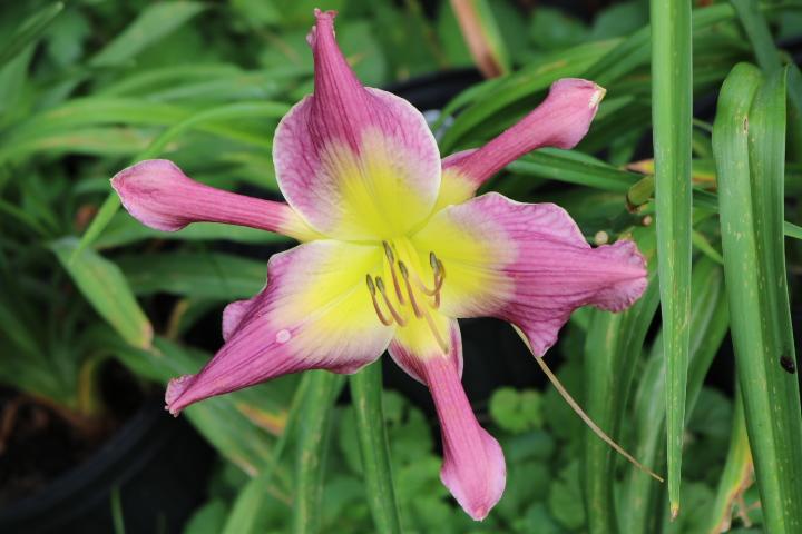 Photo of Daylily (Hemerocallis 'Astral Voyager') uploaded by Hembrain