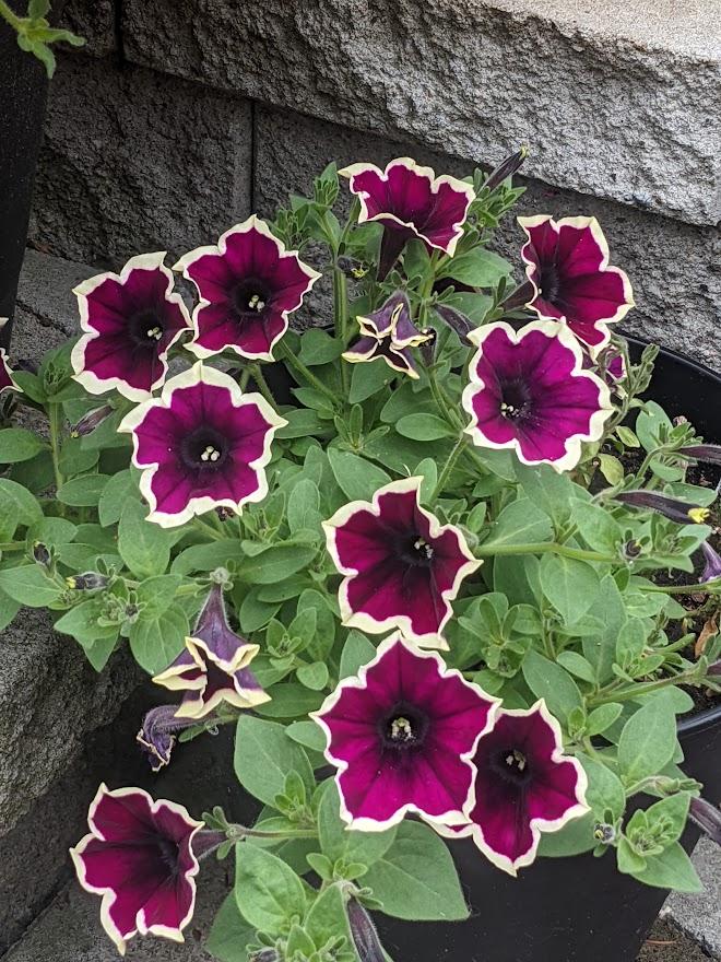 Photo of Multiflora Spreading/Trailing Petunia (Petunia Cascadias™ Rim Magenta) uploaded by Joy