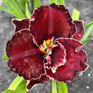 FFO bloom on daylily Cranberry Christmas