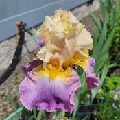 Tall bearded iris 'Agate Beach'