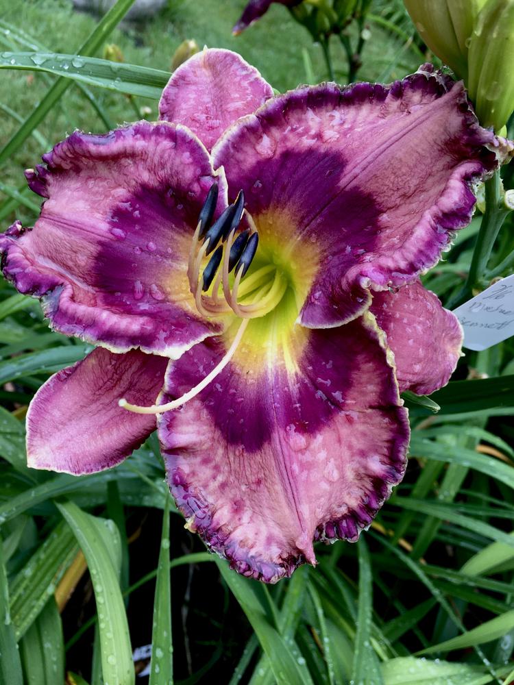 Photo of Daylily (Hemerocallis 'God Save the Queen') uploaded by RonNY