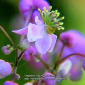 Lavender Mist Meadow Rue #73 nn; LHB page 391, 70-3-?, "Old Greek