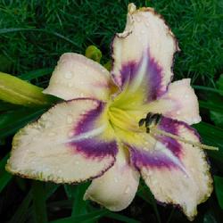 Location: Eagle Bay, New York
Date: 2022-07-18
Daylily (Hemerocallis 'Destined to See') in the rain