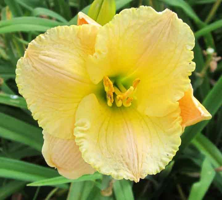 Photo of Daylily (Hemerocallis 'Lady of Fortune') uploaded by admmad