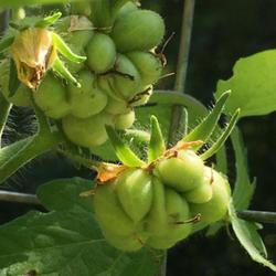 Location: Ingleside. Illinois
Date: 2022-07-18
Unripe fruit.