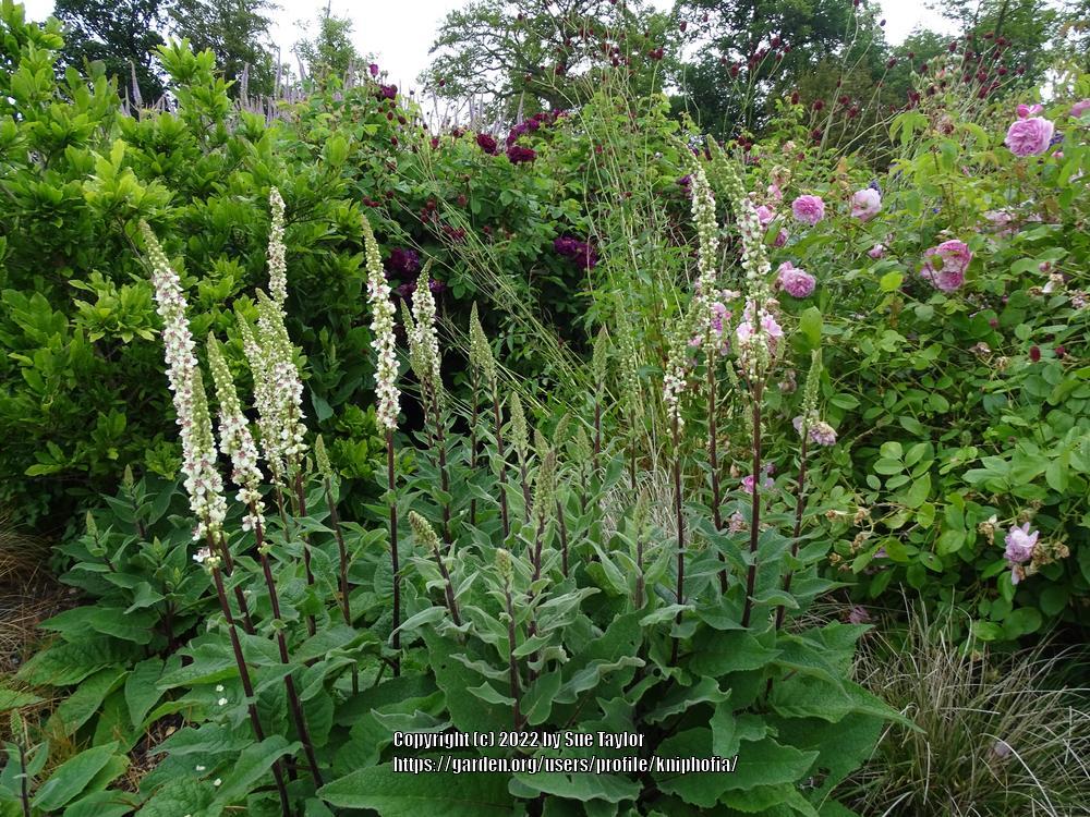 Photo of Nettle-leaved Mullein (Verbascum chaixii 'Album') uploaded by kniphofia