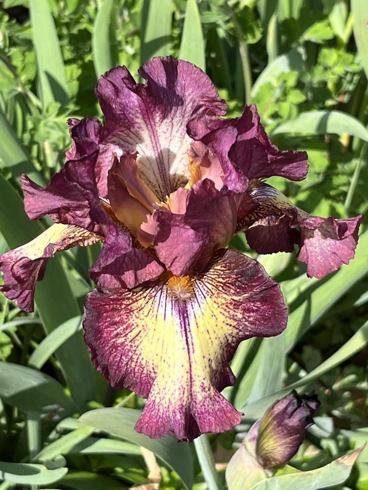 Photo of Tall Bearded Iris (Iris 'Innocent Star') uploaded by lisacnc