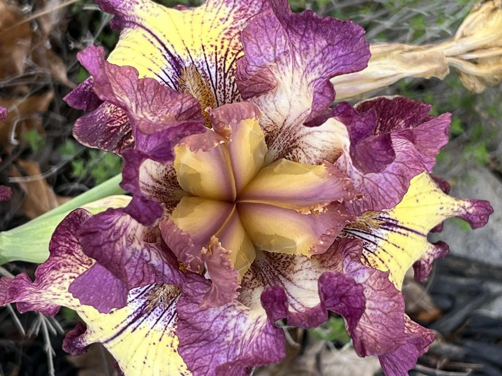 Photo of Tall Bearded Iris (Iris 'Innocent Star') uploaded by lisacnc