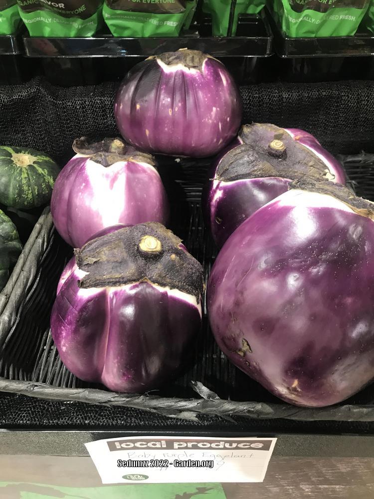 Photo of Eggplants (Solanum melongena) uploaded by sedumzz