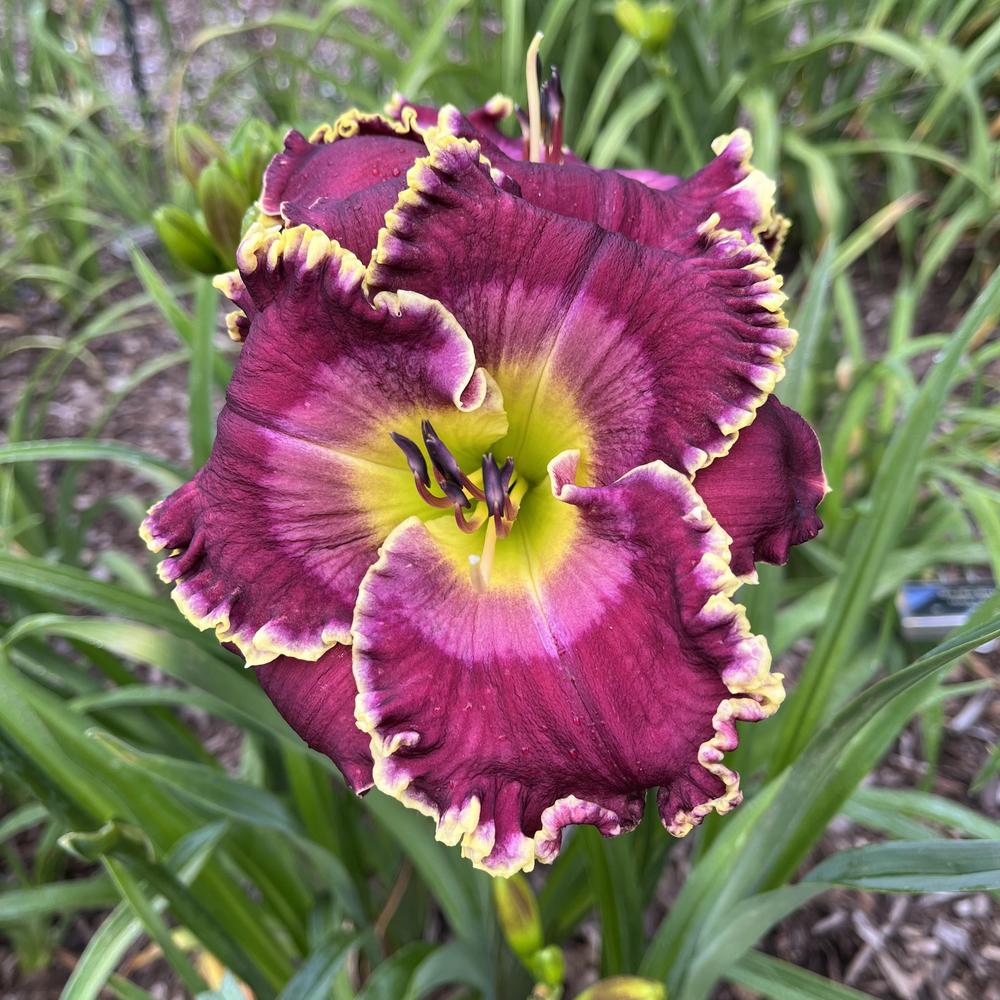 Photo of Daylily (Hemerocallis 'Mystery of the Ages') uploaded by twixanddud