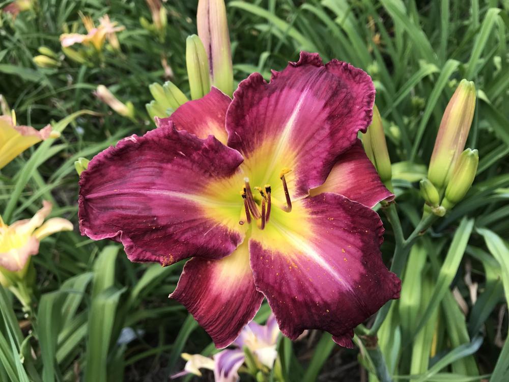 Photo of Daylily (Hemerocallis 'Paradise Bar and Grill') uploaded by Bedmaker