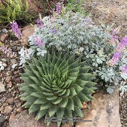 Location: Ruth Bancroft Garden,Walnut Creek,CA. 
Date: 2018-04-28
Lupinus sericatus and  Spiral Aloe (Aloe polyphylla)