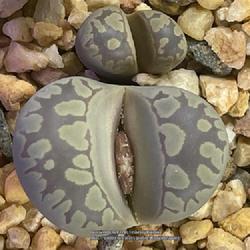 Location: Sacramento CA.
Date: 2022-07-18
Normal bloom time is the end of summer for Lithops otzeniana. Bud
