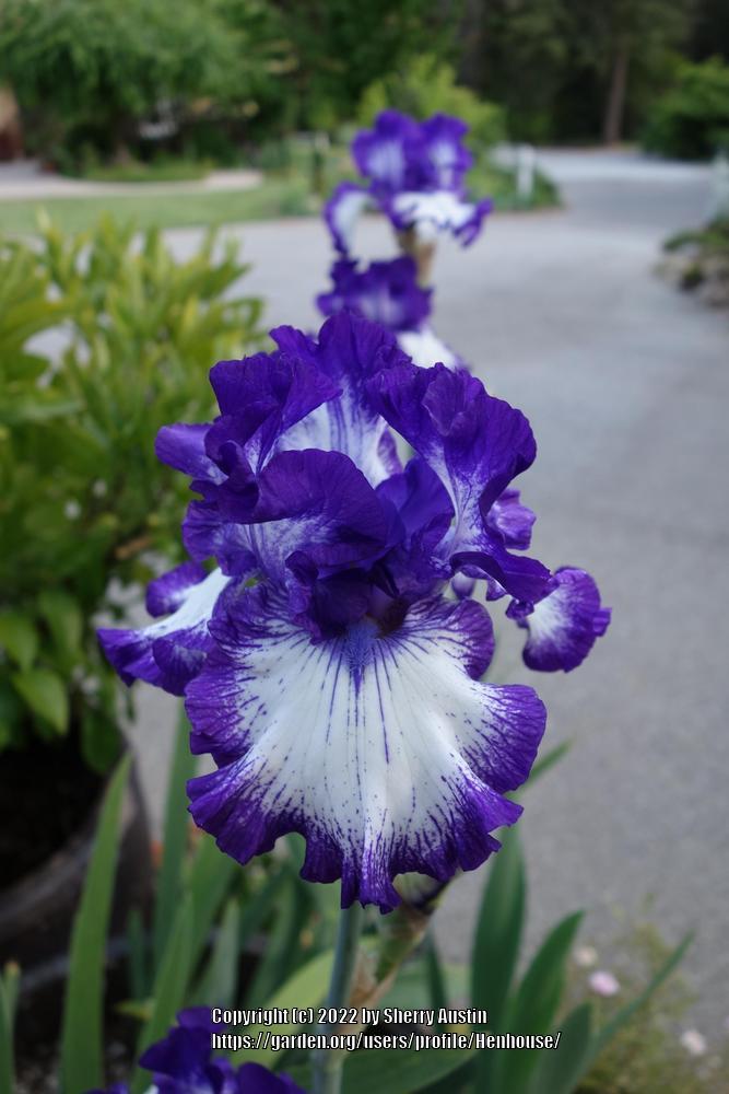 Photo of Tall Bearded Iris (Iris 'First Stitch') uploaded by Henhouse