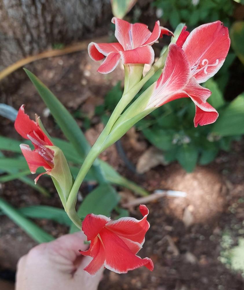 Photo of Gladiolus 'Atom' uploaded by LindsayG