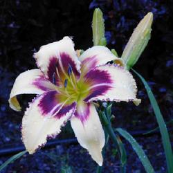 Location: Eagle Bay, New York
Date: 2022-07-19
Daylily (Hemerocallis 'Dimensional Shift') after rain and before 