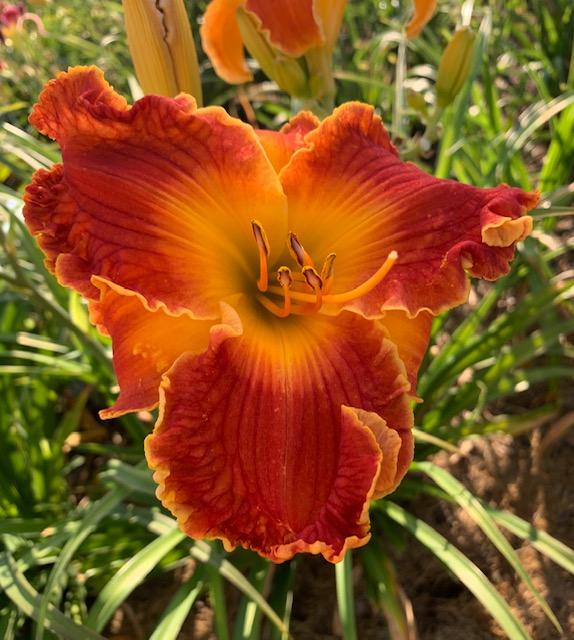 Photo of Daylily (Hemerocallis 'Spacecoast Francis Busby') uploaded by jkporter