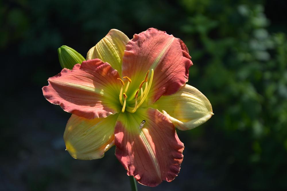 Photo of Daylily (Hemerocallis 'Brieana Mae') uploaded by queerbeet